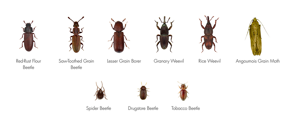 types of insects in pantry and kitchen