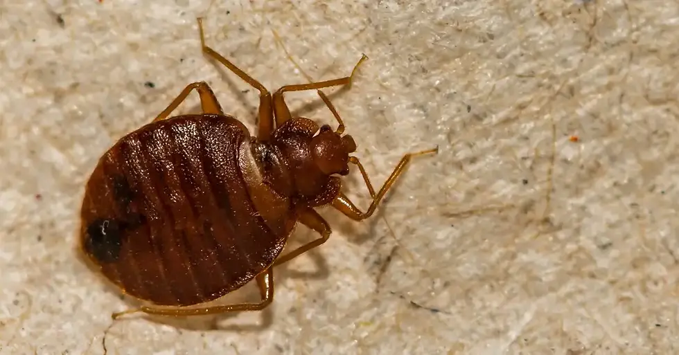 summer pest control, strata pest control