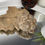 Thumbnail: Crinoid Fossil - Jimbacrinus Bostocki from WA