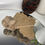 Thumbnail: Crinoid Fossil - Jimbacrinus Bostocki from WA