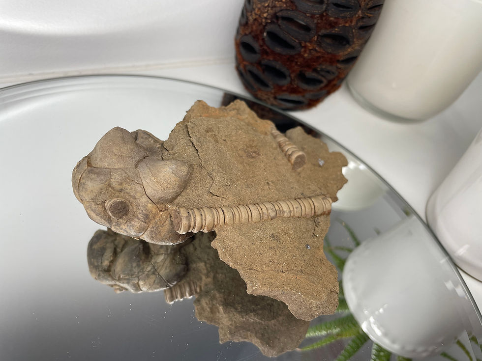 Crinoid Fossil - Jimbacrinus Bostocki from WA