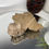 Thumbnail: Crinoid Fossil - Jimbacrinus Bostocki from WA
