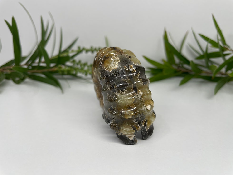 Thumbnail: Ammonite Fossil