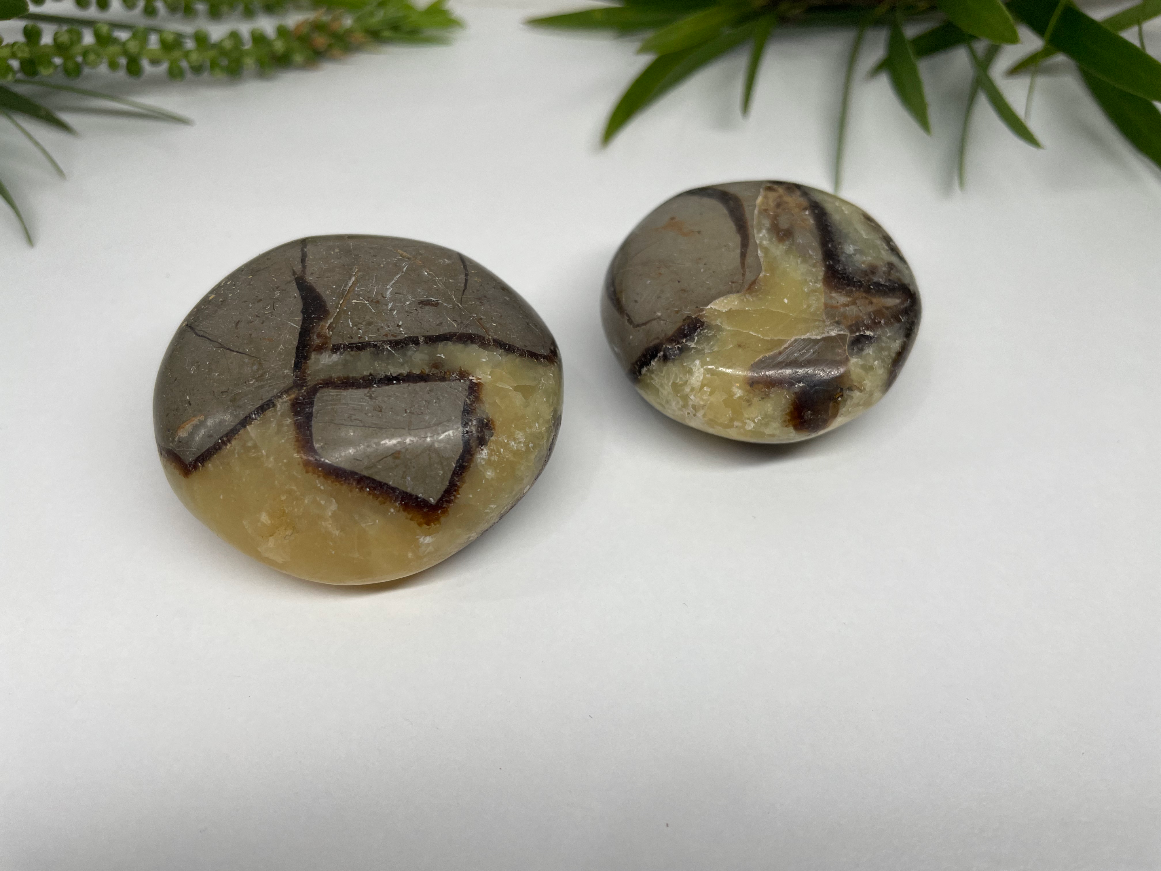 Septarian Palm Stone