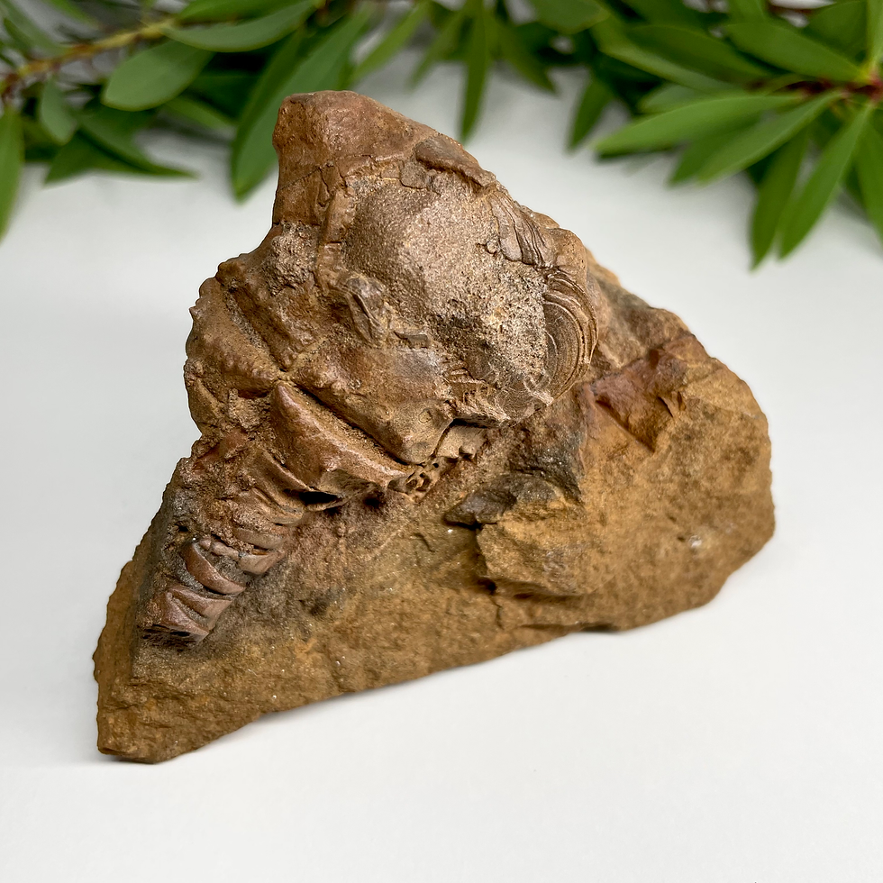 Crinoid fossil specimen