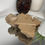 Thumbnail: Crinoid Fossil - Jimbacrinus Bostocki from WA