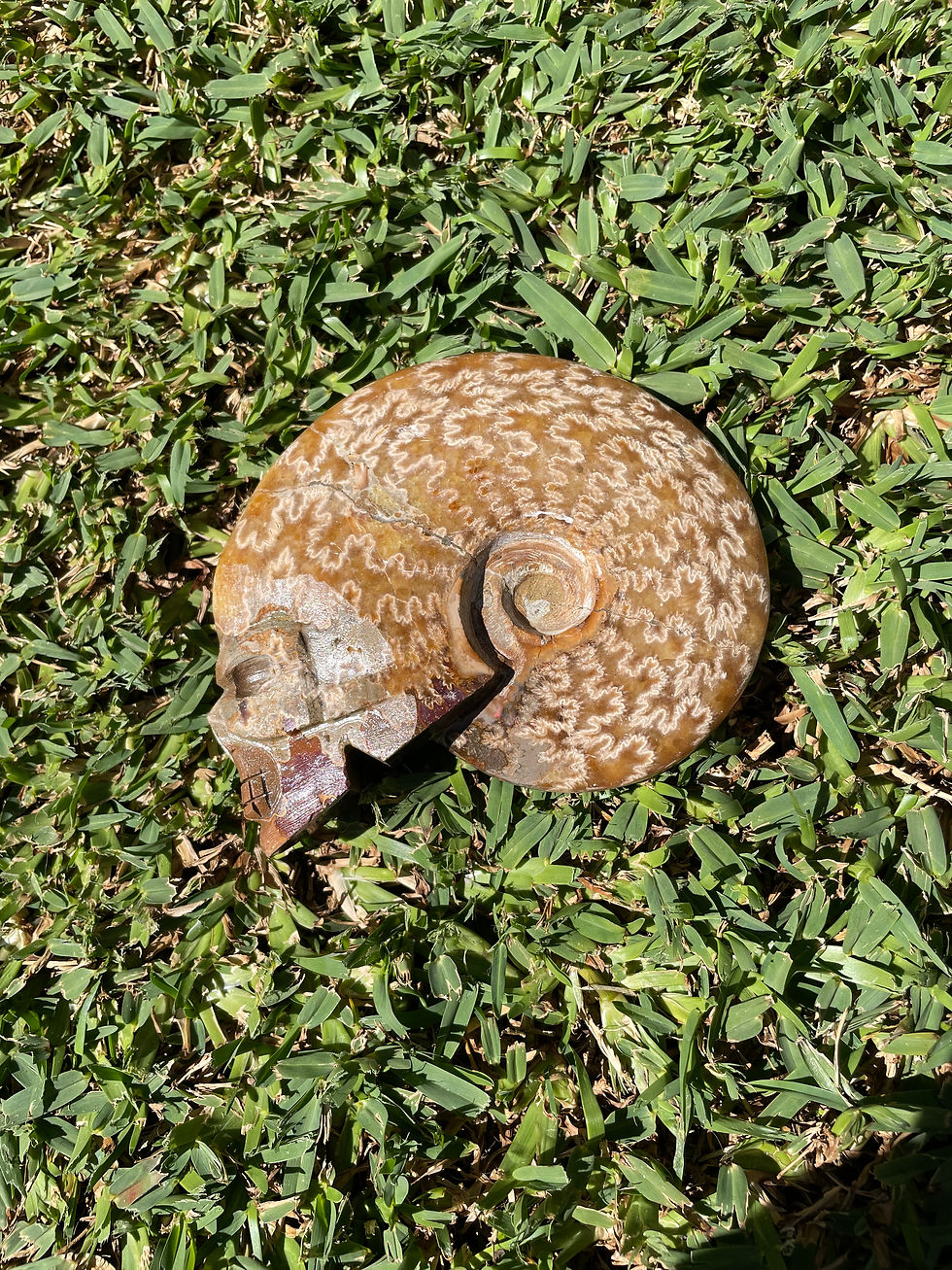Ammonite Skull Carving