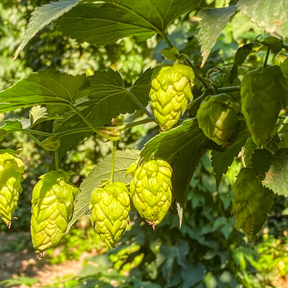 Hop Harvest Begins Earlier Than Normal   