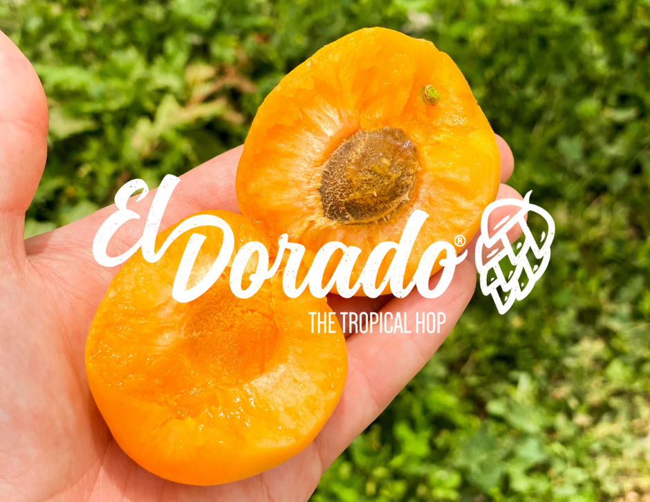 hazy apricot pale ale with el dorado