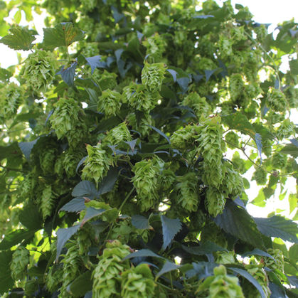 2023 Mid-Hop Harvest Update in the Yakima Valley