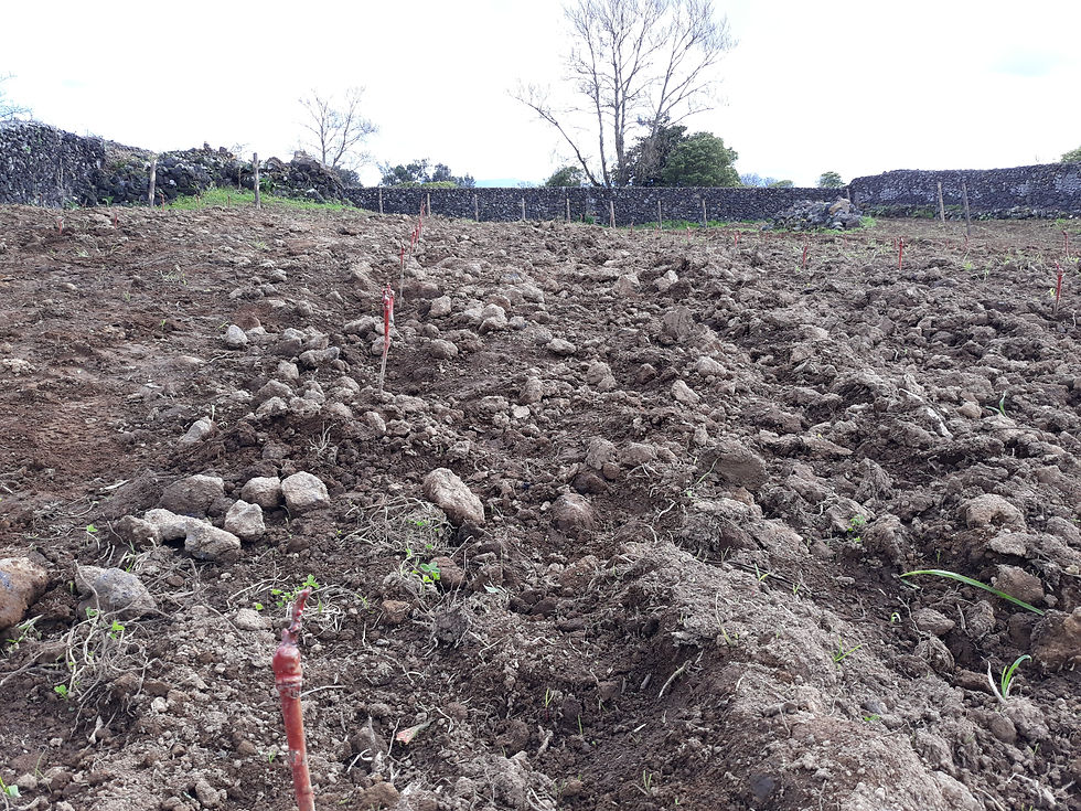 Verdelho Plantation 2019