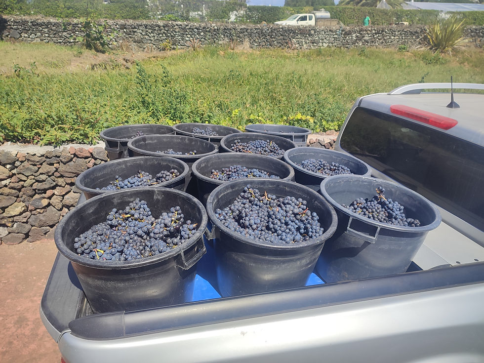 Merlot_Full Ripe 2025