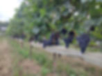 Merlot 2025