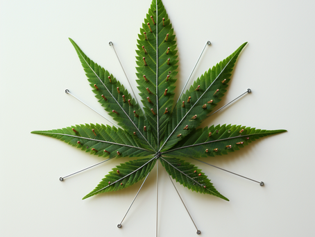 Title: The Perfect Pair: Combining CBD and Acupuncture for Pain and Stress ReductionIntroduction
