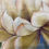 Thumbnail: Painted Fukusa Lotus Blossom 福砂-手描-6
