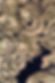 uchishiki– dragon-1