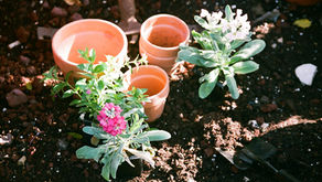 Bloom basics: how to care for your first flower garden