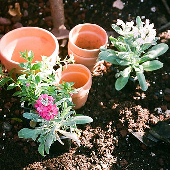 Planting