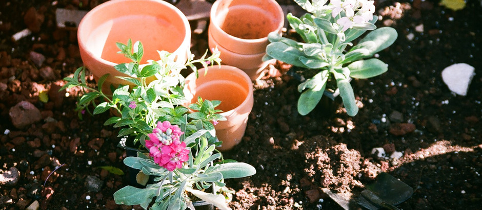 Summer bedding plants and vegetable plants now in stock!