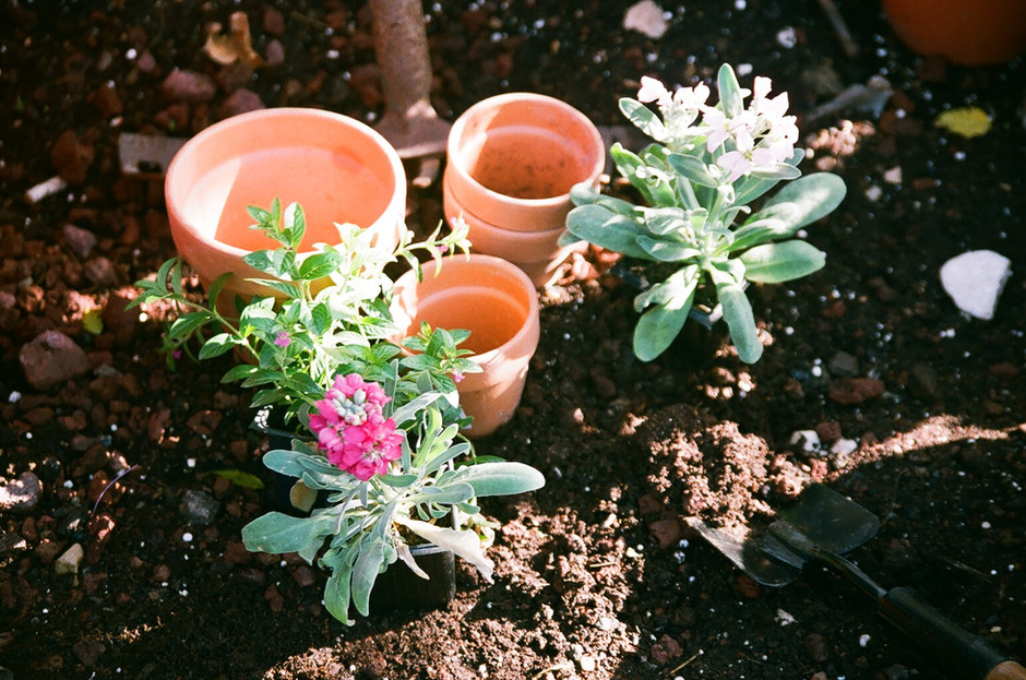 Bloom basics: how to care for your first flower garden