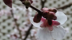 介護者カフェのご案内(2026年3月)