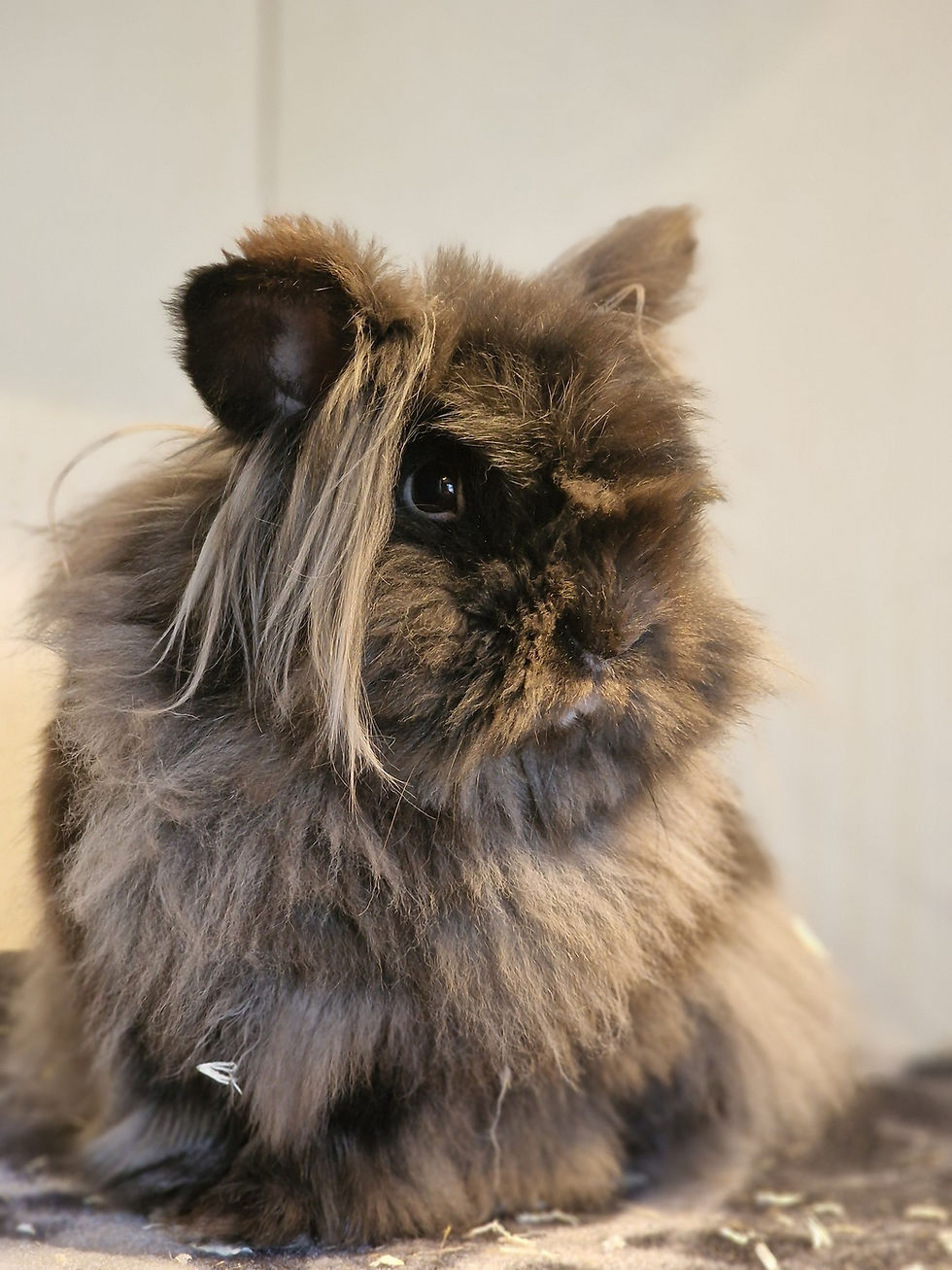 Hils på Max, en trivelig kar som er født 05.04.24. 