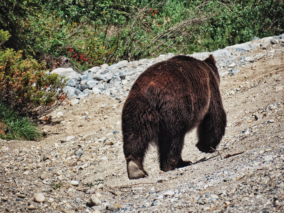 Beautiful barefoot Grizzly Bear