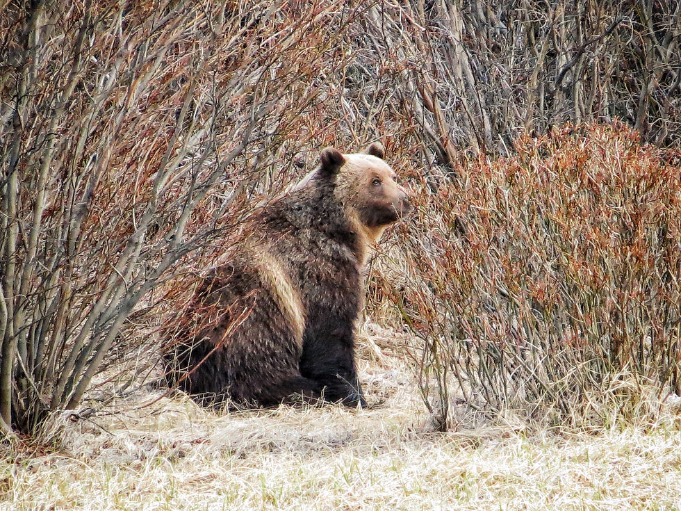 First meeting with Grizzly bear.
