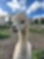 alpaca