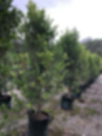 Ficus microcarpa var. hillii 'Flash'-F24E-49E2-B1F5-6D5