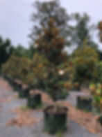 Magnolia grandiflora Little Gem