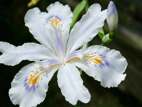 Qingcheng Mountain is at its freshest in spring