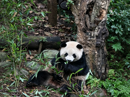 Dujiangyan Panda Valley: See Giant Pandas