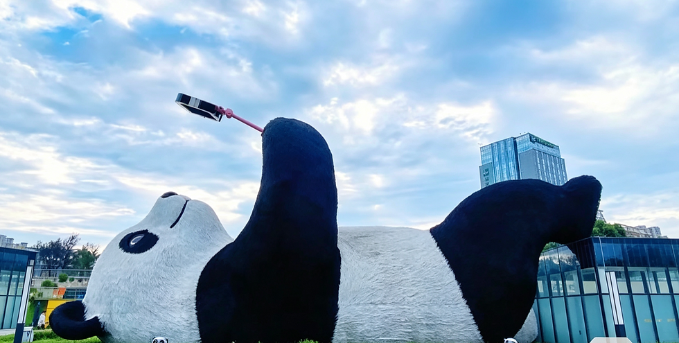 A panda taking a selfie
