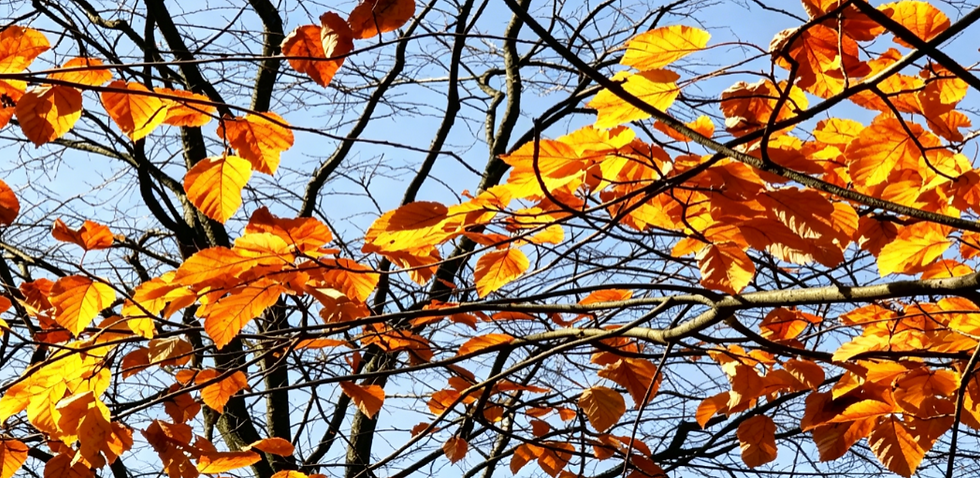 Autumn in Qingcheng Mountain