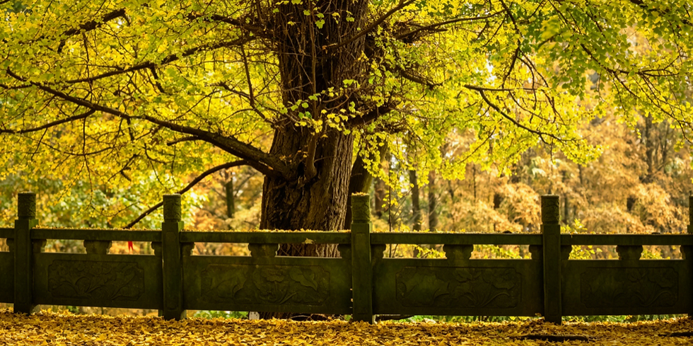Autumn in Qingcheng Mountain