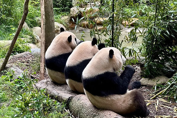 panda
