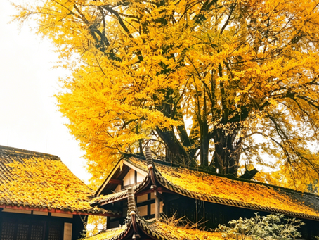 Mount Qingcheng, the beginning of Taoist culture