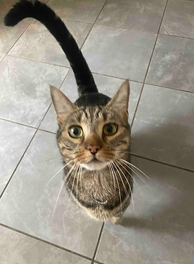 Tabby Cat _ Furry Tails Toronto.jpeg