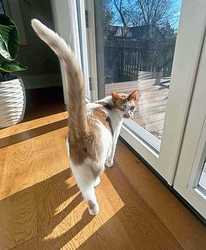 Cat hanging out by window _ Furry Tails