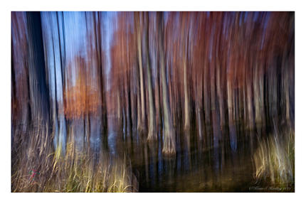 Shanghai - Qingxi - ICM - International Camera Movement - Blurred - Blur - Woodland Scene Warm - KSH0795 - Logos2.jpg