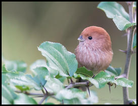 Vinous Throated Parrotbill - Yangshuo Oct 2014 #1.jpeg