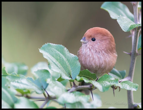 Vinous Throated Parrotbill - Yangshuo Oct 2014 #1.jpeg