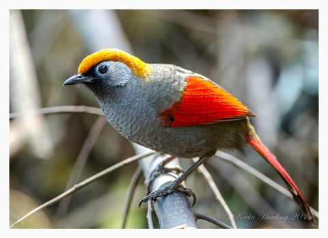 Laughingthrush, Red-tailed - Gaoligongshan #1.jpeg