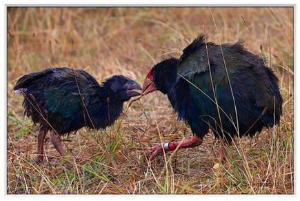 Takahe - NZ 2013.jpeg