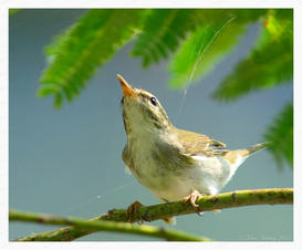 Warbler, Claudia's #1_web.jpeg