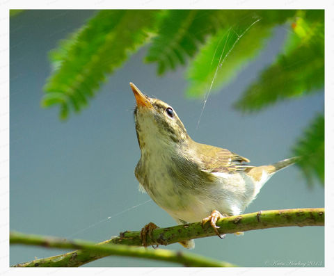 Warbler, Claudia's #1_web.jpeg