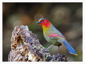 Liocichia Red-faced - Gaoligongshan, Yunnan #1.jpeg