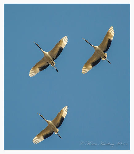 Yancheng - Red Crowned Cranes #5.jpeg