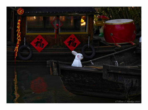 China - Shanghai - Wuzhen Ancient City - White Rabbit 7878.jpg